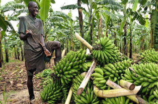 非洲小伙骑中国自行车创业运输香蕉,一天赚5美元就能养活全家