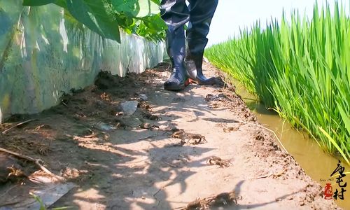 中国生态稻蟹种养第一村 唐屯村