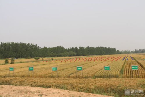 2021年滨州 三农 故事之十一中裕打造小麦全产业链联合体 航母